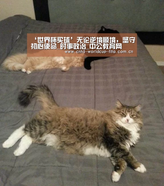 世界杯买球
